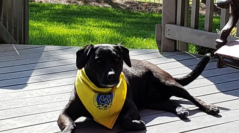Teddy sporting his AKC Good Citizen bandana. KARIN SPICER