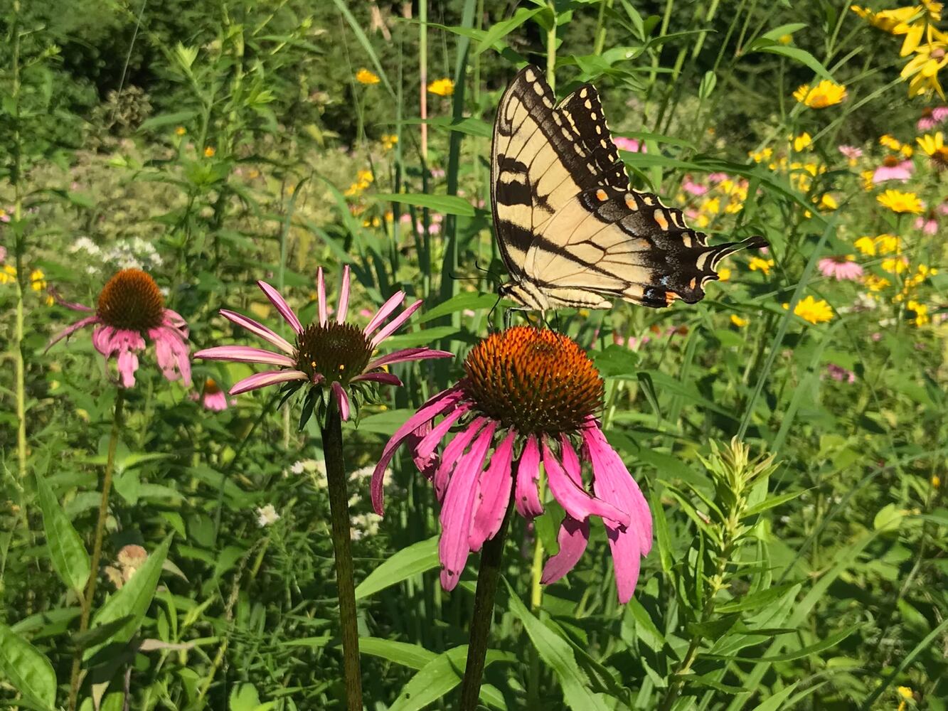 PHOTOS: This hidden park on the side of the road might be one of Dayton’s most peaceful spots
