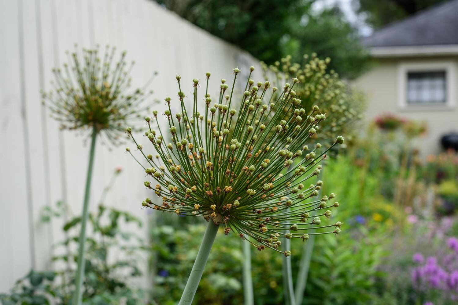PHOTOS: 2024 St. Anne's Hill Historic District Garden Tour