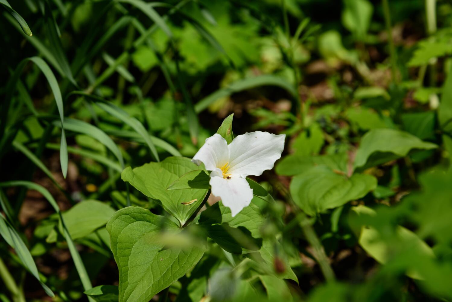 PHOTOS: Gorgeous Aullwood Garden is in full bloom