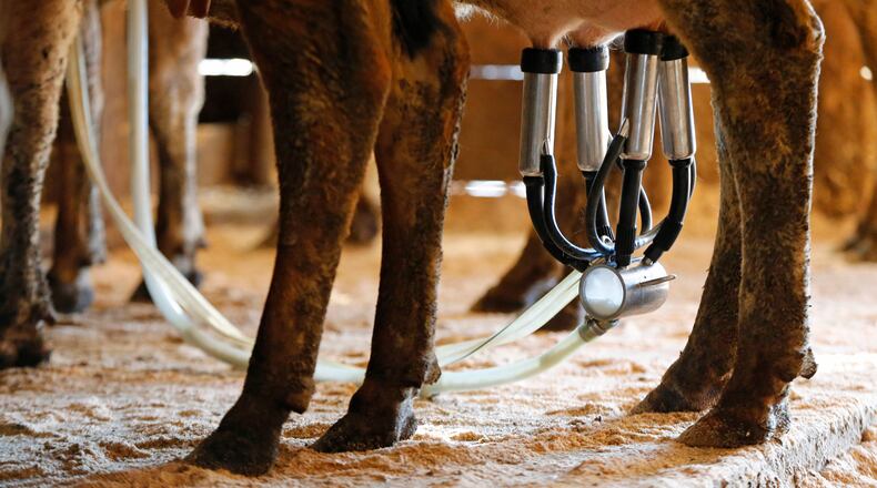 FILE - A dairy cow is milked at a farm in Newcastle, Maine, March 31, 2015. (AP Photo/Robert F. Bukaty, File)