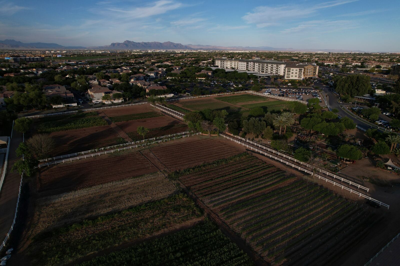 Farmland sits amid Agritopia, a community nestled around a plot of agricultural land, on Monday, April 21, 2025, in Gilbert, Ariz. (AP Photo/Joshua A. Bickel)