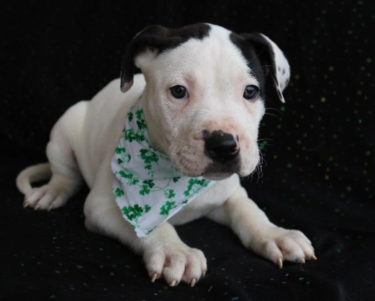 National Puppy Day