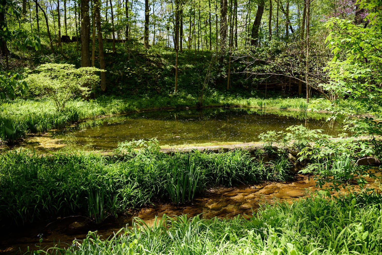 PHOTOS: Gorgeous Aullwood Garden is in full bloom