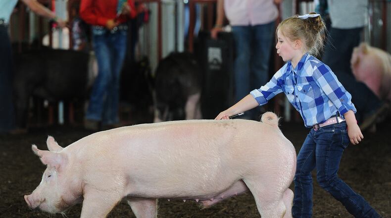 Klaycee McGuire, 5, of Eaton, shows her hog in the middle weight Barrow class Wednesday, July 14, 2021 at the Montgomery County Fair. MARSHALL GORBY\STAFF