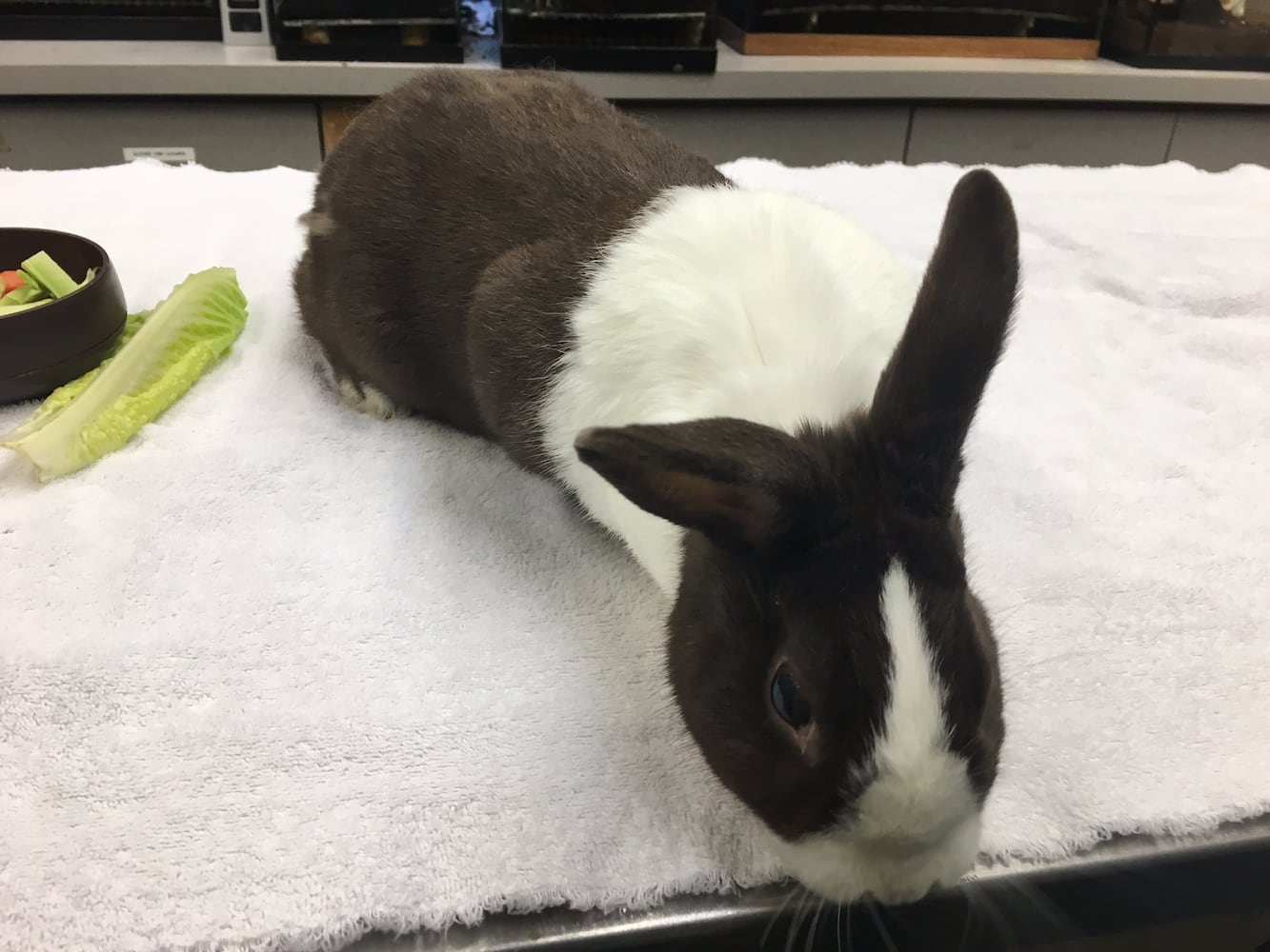 Boonshoft Museum of Discovery: Rabbit