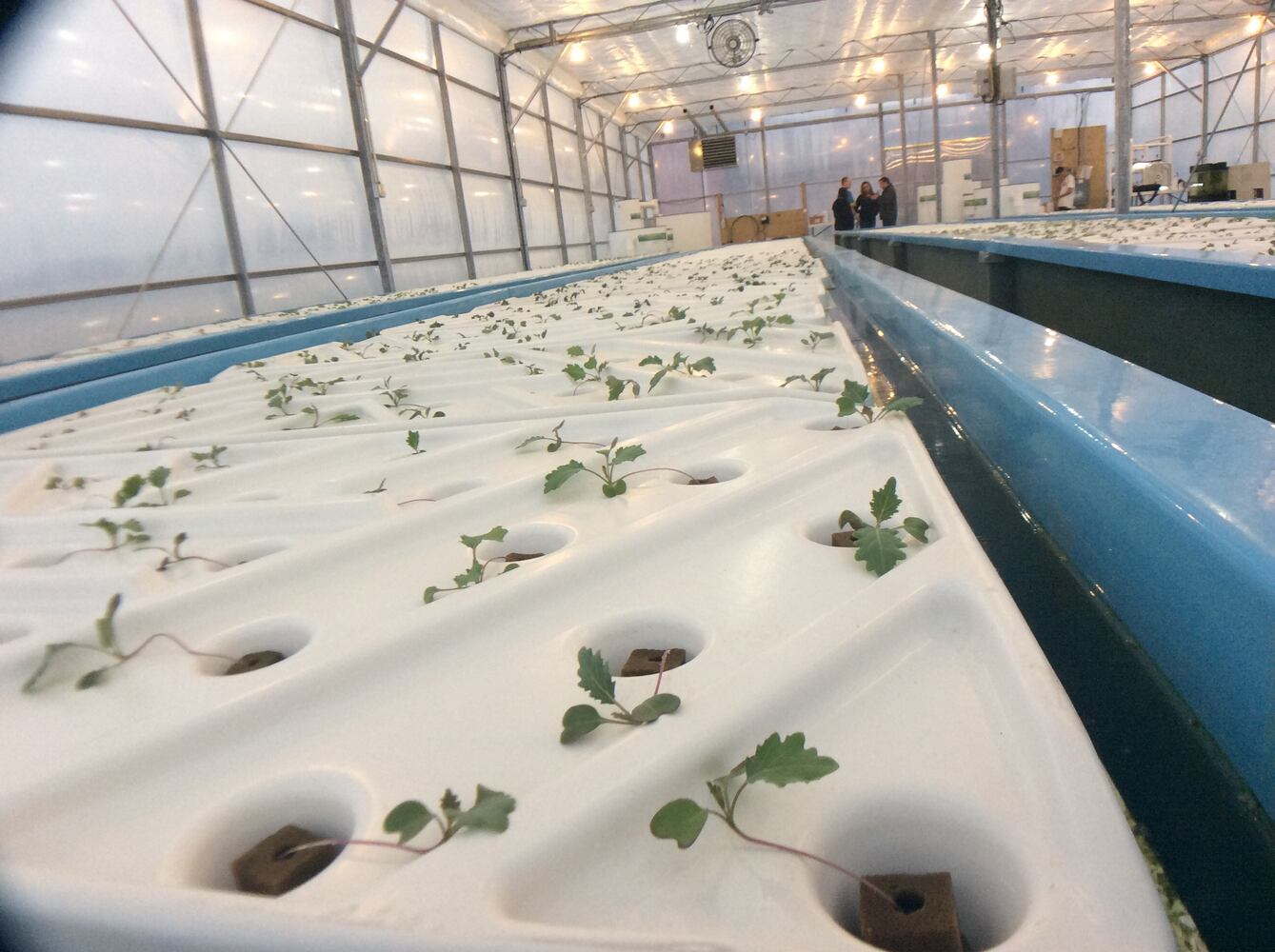 Oasis Aqua Farm
