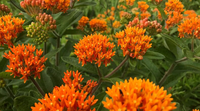 Milkweed flowers are a magnet for butterflies and pollinators. CONTRIBUTED/JASON SULLIVAN