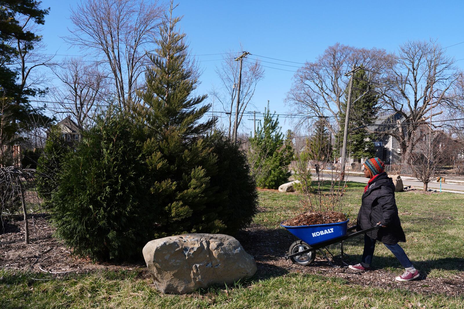 Robyn Redding carries mulch to a sequoia tree in Detroit, Friday, March 21, 2025. (AP Photo/Paul Sancya)