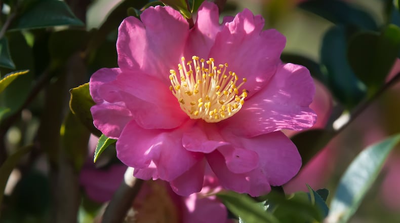 The Kanjiro camellia made its debut in 1954. (Norman Winter/TNS)