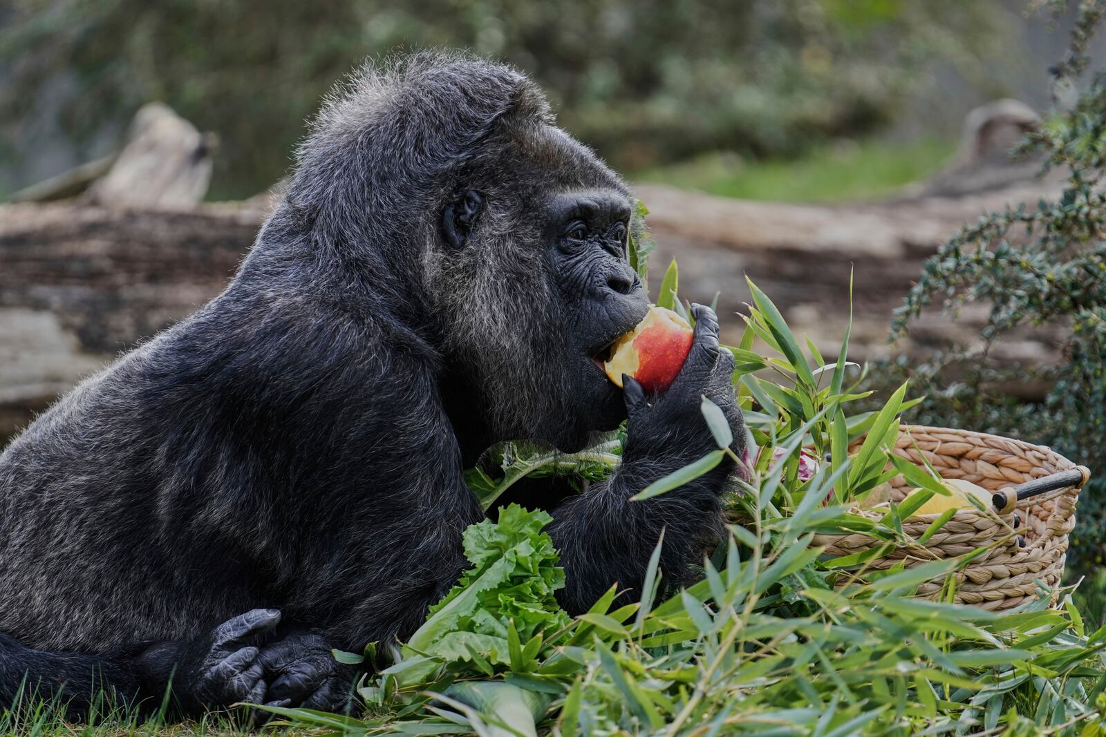 Female gorilla Fatou, the oldest of Berlin's zoo and also believed to be the world's oldest gorilla, enjoys her birthday basket with a "gorilla food surprise", as the zoo celebrates her 68th birthday in Berlin, Germany, Friday, April 11, 2025. (AP Photo/Ebrahim Noroozi)