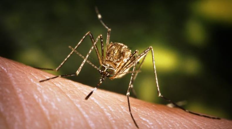 The culex mosquito has been known to carry the West Nile virus. PHOTO: Ohio Department of Health