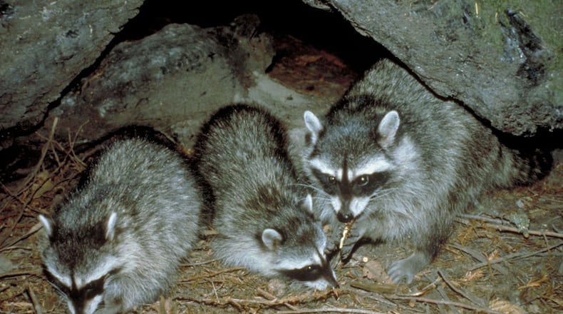 Racoons