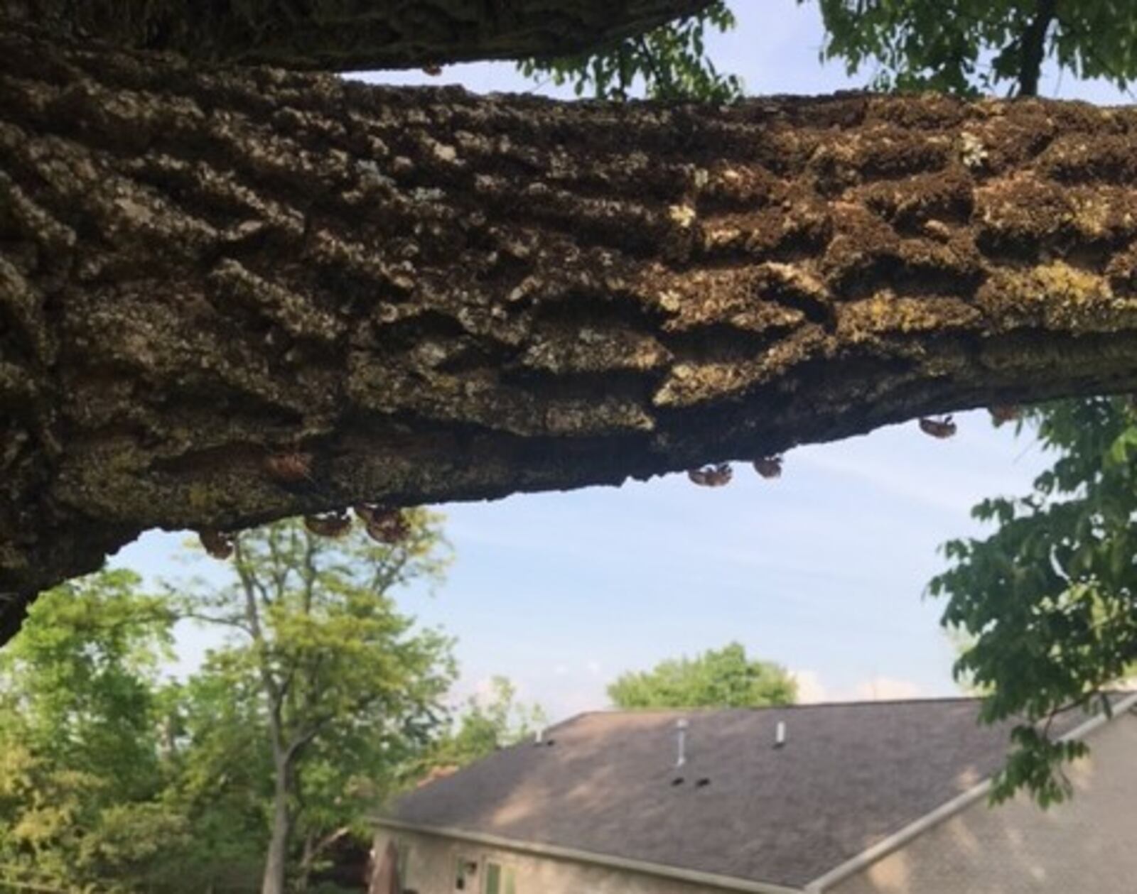Leslie Parsons sent in photos of several cicada exoskeletons on a tree in West Carrolton. The exoskeletons are left behind after cicadas crawl out of the ground and molt into adults.