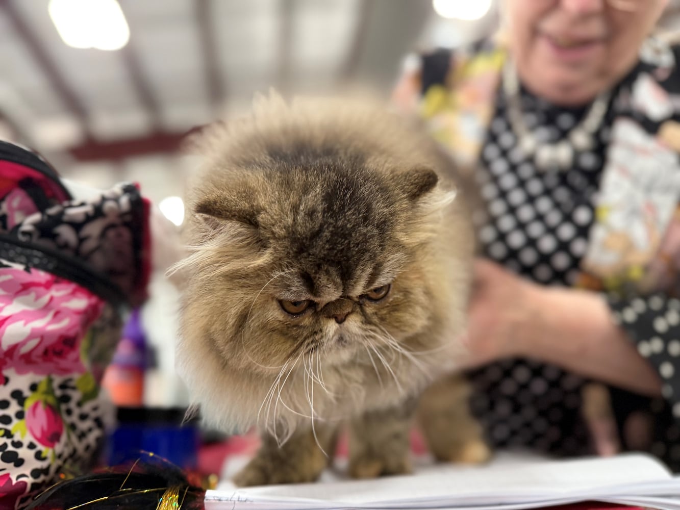 Cat Fanciers' Association cat show