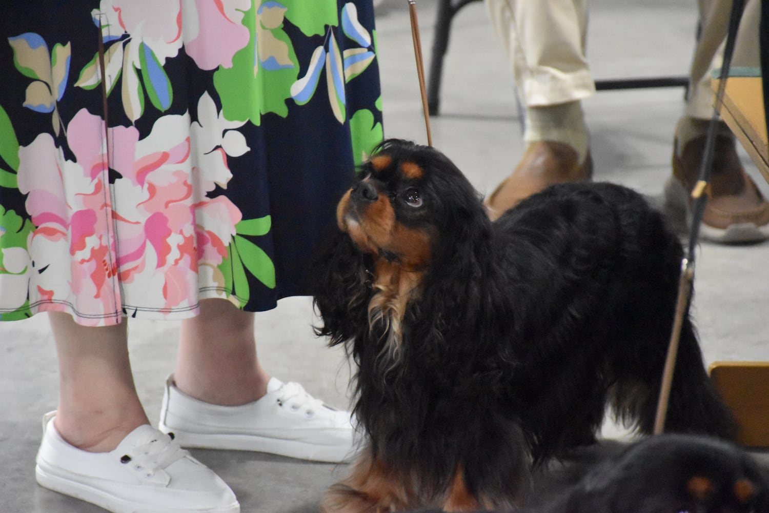 Fort St. Clair Kennel Club Dog Show