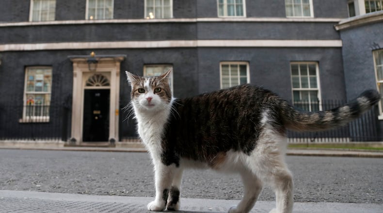 Larry, the official 10 Downing Street cat walks outside 10 Downing Street before the nationwide Clap for Carers to recognise and support National Health Service (NHS) workers and carers fighting the coronavirus pandemic, in London, Thursday, May 21, 2020. (AP Photo/Frank Augstein, File)