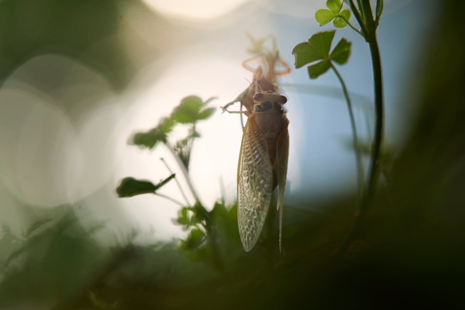 An adult periodical cicada, shortly after shedding its nymphal skin, clings to clover on Tuesday, May 20, 2025, in Cincinnati. (AP Photo/Carolyn Kaster)