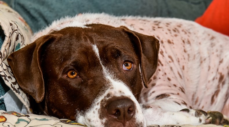The Fourth of July is the worst time of the year for dogs as they are very sensitive to the noise of fireworks. Pictured is Cocoa Bean, who belongs to Wanda Chapman, of Hamilton. NICK GRAHAM/STAFF