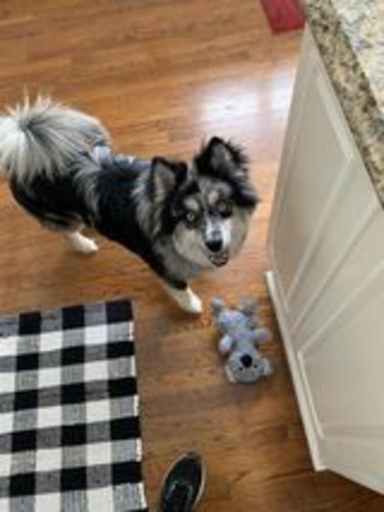 Puppy Day pictures