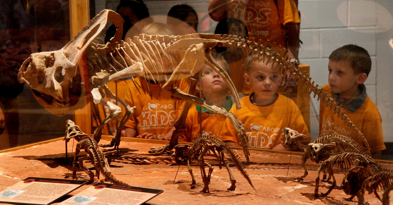 Youngsters look over skeletal casts of young Protoceratops at the Boonshoft Museum of Dicsovery's exhibit Hatching the Past: The Great Dinosaur Egg Hunt LISA POWELL / STAFF