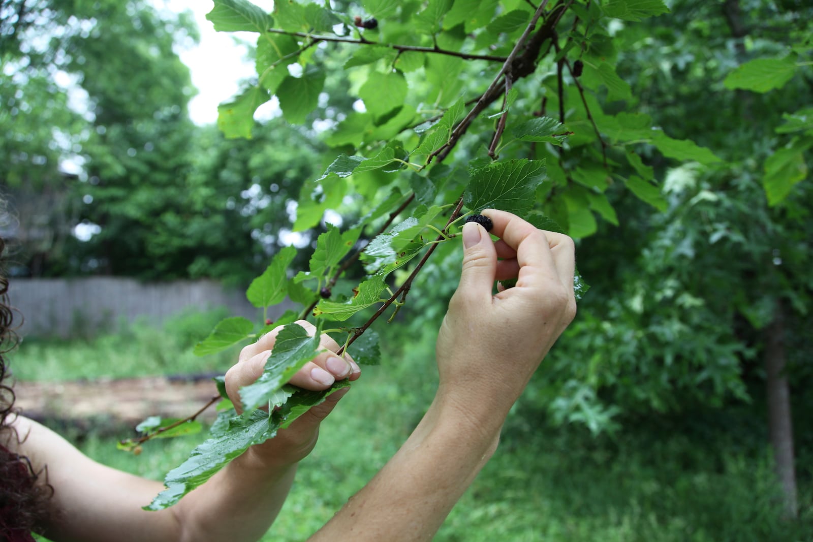 Amanda Beltranmini Healen grabs a mulberry from her backyard in Nashville, Tenn., Monday, May 19, 2025, where she participates in No Mow Months to improve water retention and encourage pollinators. (AP Photo/Kristin M. Hall)