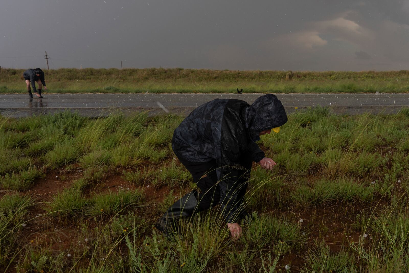 Northern Illinois University's Husky Hail Hunter members Joey Toniolo, right, and Tony Illenden, back left, pick up hail while in a hailstorm during a Project ICECHIP operation Friday, June 6, 2025, near Morton, Texas. (AP Photo/Carolyn Kaster)