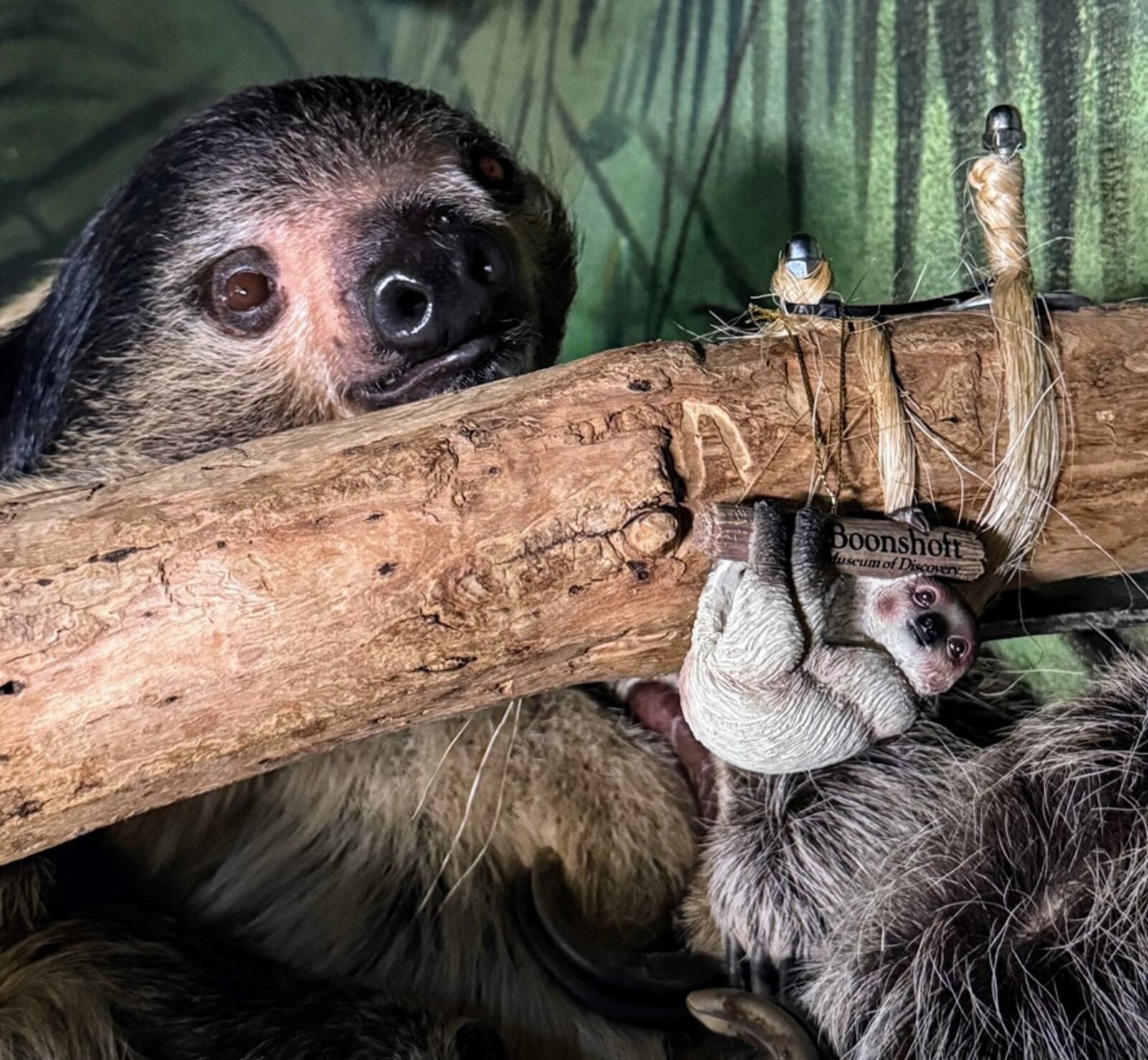 You can personalize this “Patience the Sloth” Christmas Ornament from the Boonshoft Museum.