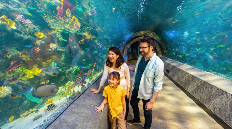 The Coral Reef Tunnel at Newport Aquarium in Newport, Kentucky. The tunnel boasts 360-degree views of the 60,000-gallon walk-through exhibit.