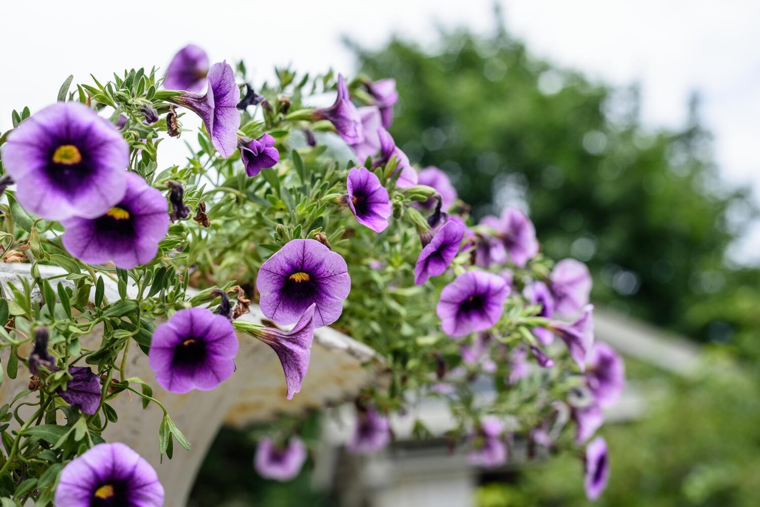 PHOTOS: 2024 St. Anne's Hill Historic District Garden Tour