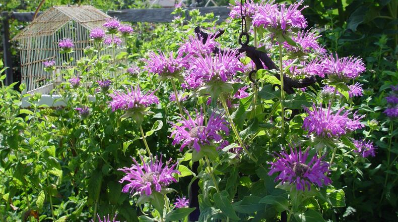 Monarda didyma known as bee balm is a bee lovers dream nectar plant. (Handout/TNS)