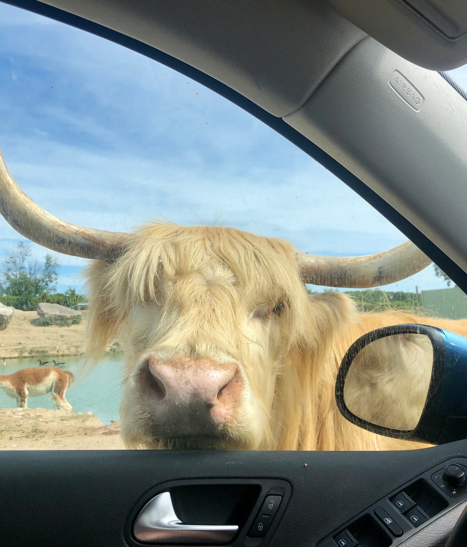 Getting up close and personal with a Scottish Highland Cow at African Safari Wildlife Park. DEBBIE JUNIEWICZ/CONTRIBUTED