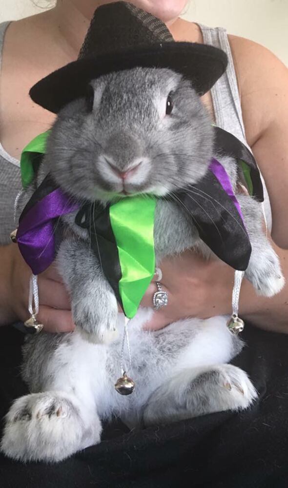PHOTOS: Local pets ready for Halloween