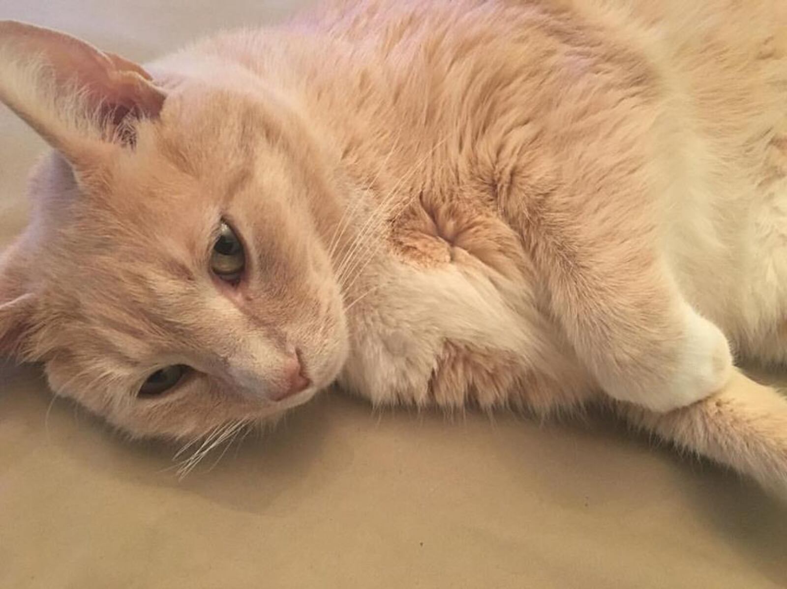 Amelia Robinson's cat Tigger has a bunch of secrets.