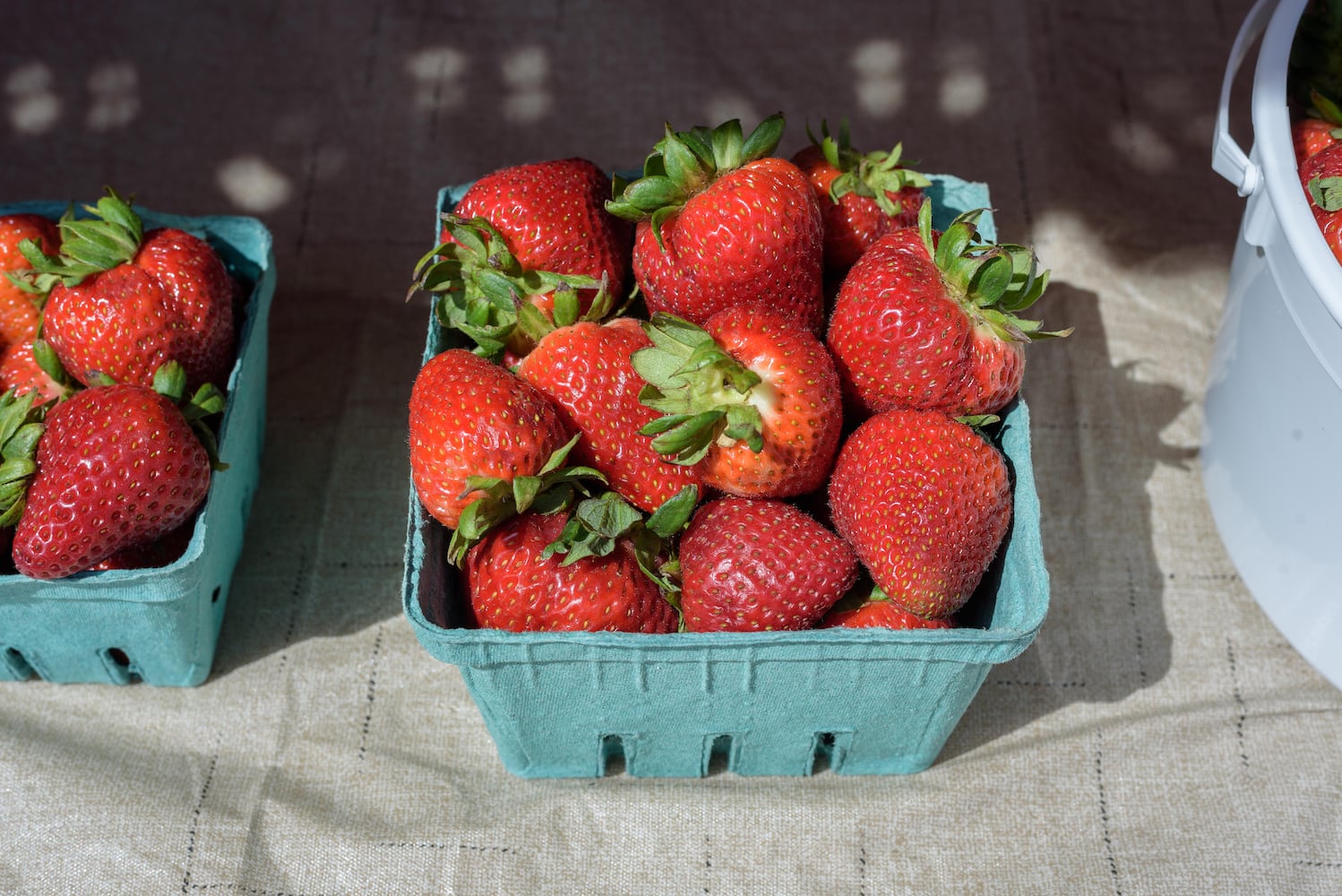 PHOTOS: Did we spot you at the Troy Strawberry Festival?
