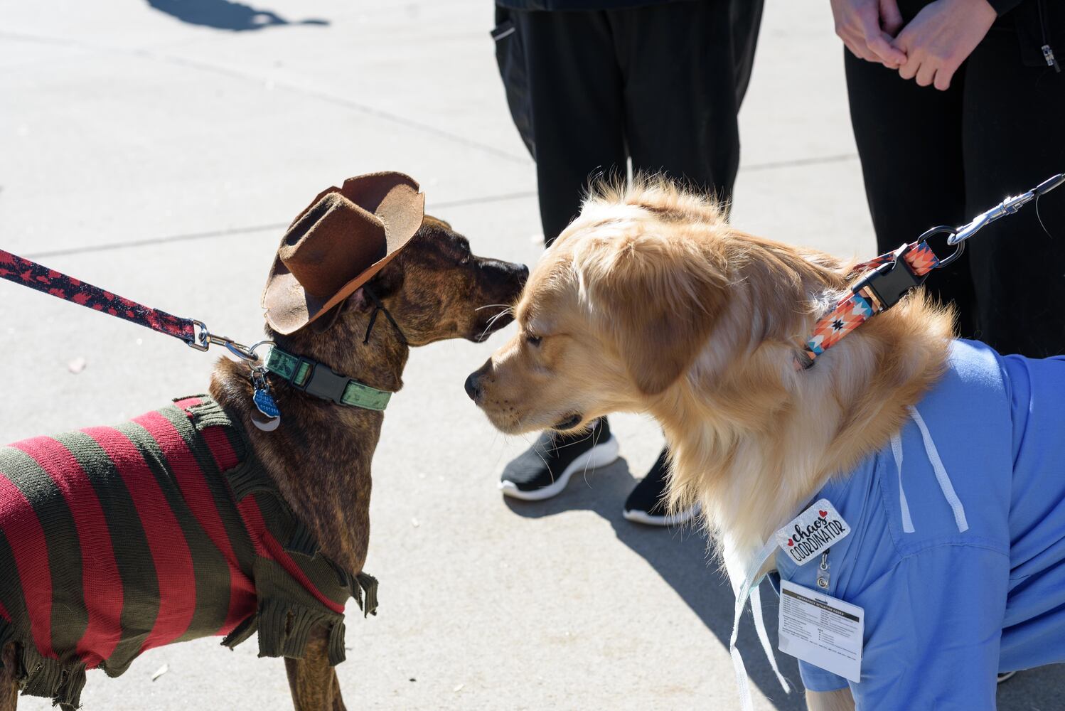 PHOTOS: Did we spot you and your dog at Wag-O-Ween at the Kettering Recreation Center?