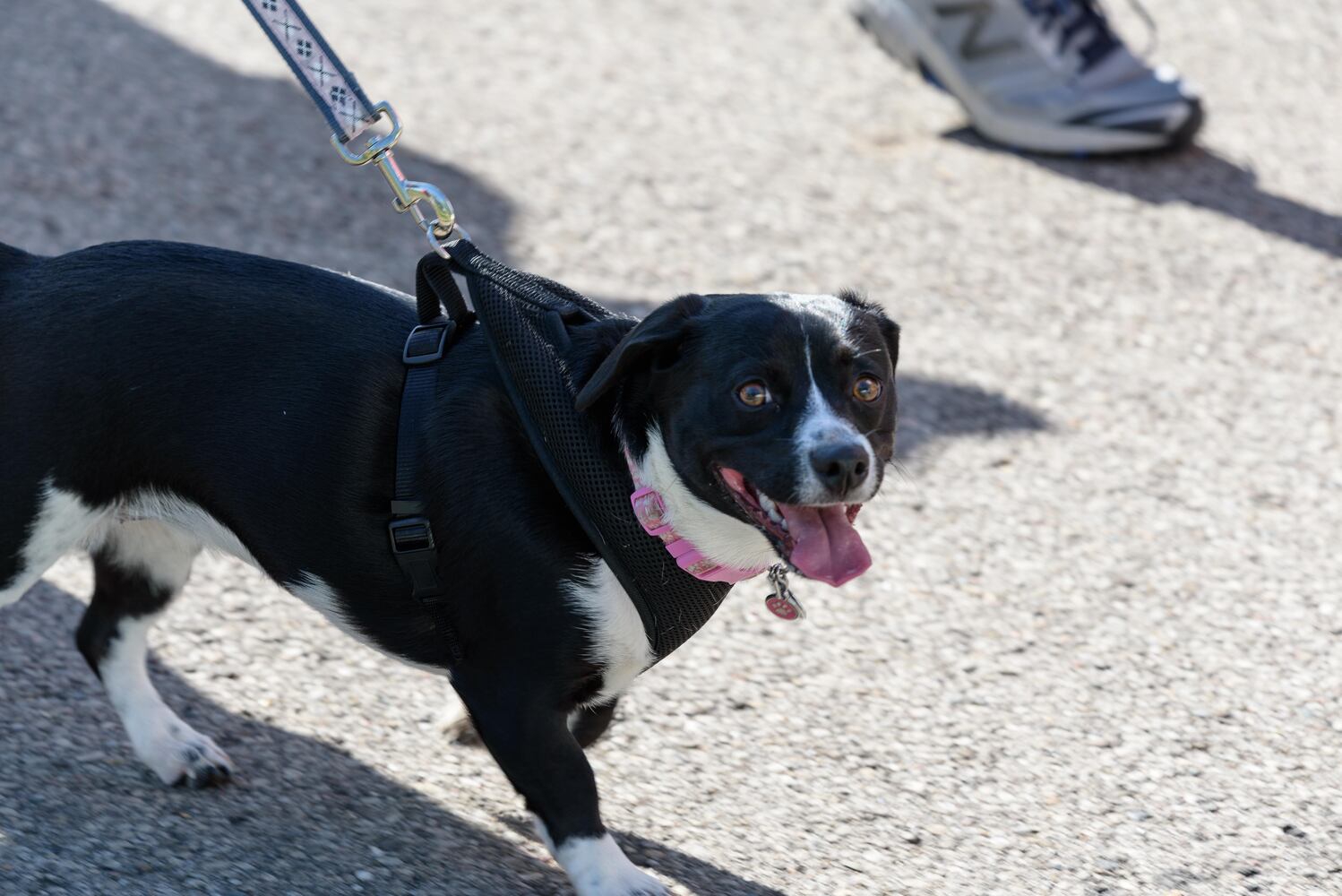 PHOTOS: Did we spot you and your doggie during the Furry Skurry 5K & Furry Fest at Eastwood MetroPark?