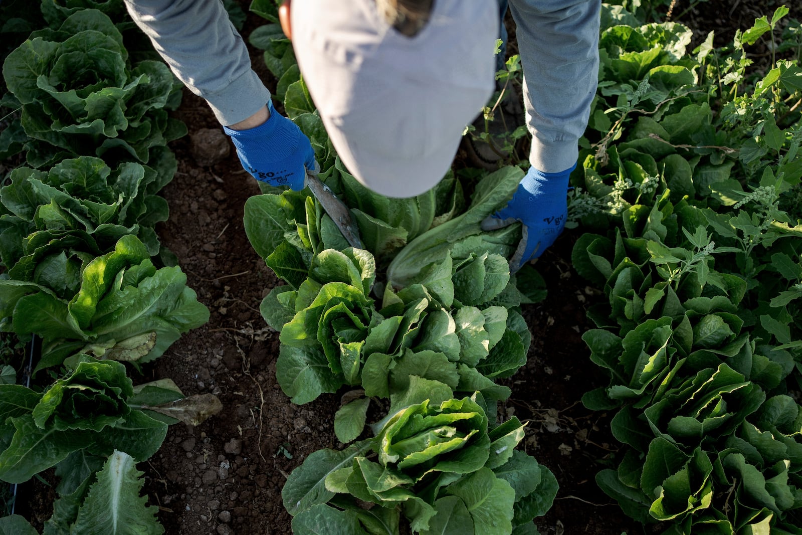 Kelly Saxer, lead farmer at Agritopia, a community nestled around a plot of agricultural land, harvests lettuce April 22, 2025, in Gilbert, Ariz. (AP Photo/Annika Hammerschlag)