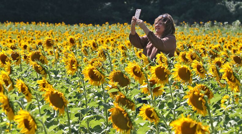 Victoria Gribler, from Springboro, takes a selfie in the middle of the sunflowers in bloom at the Tecumseh Land Trust along U.S. 68 in Yellow Springs Tuesday, Sept. 13, 2022. BILL LACKEY/STAFF