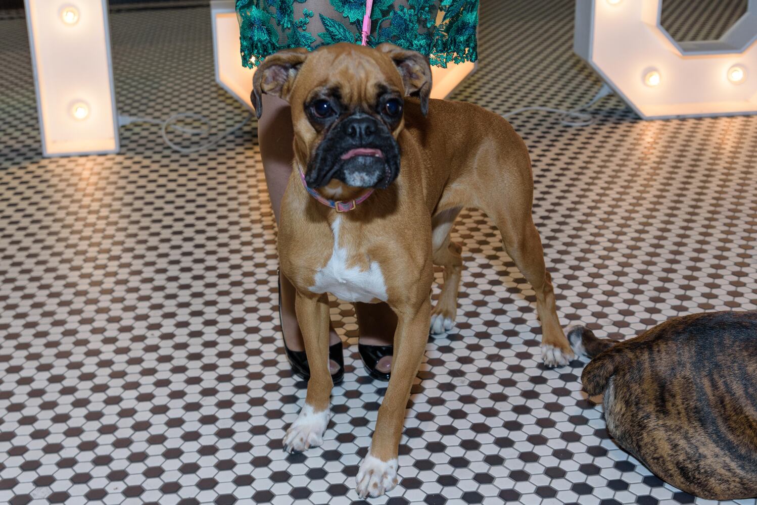 PHOTOS: Did we spot you at the Pet Afflaire Gala at the Dayton Arcade?