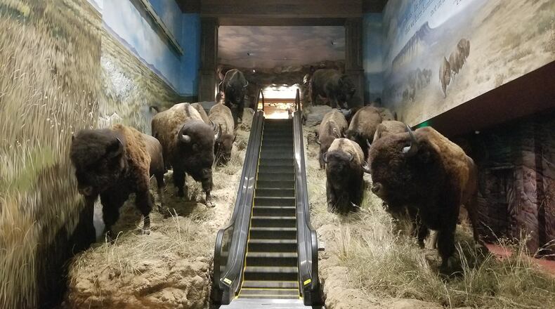 A bison-flanked escalator takes visitors into the Wonders of Wildlife. (Steve Johnson/Chicago Tribune/TNS)