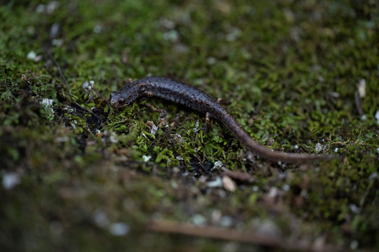 A four-toed salamander crawls Friday, March 21, 2025, in Mendon, N.Y. (AP Photo/Maryel Pryce)