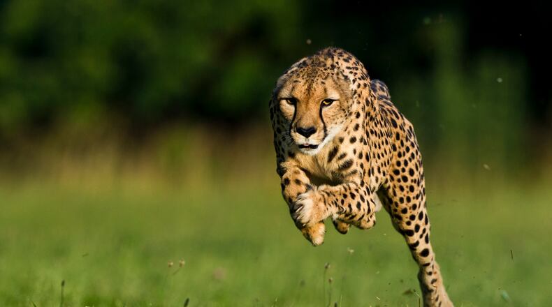 Sarah, a cheetah who set the land speed record..
