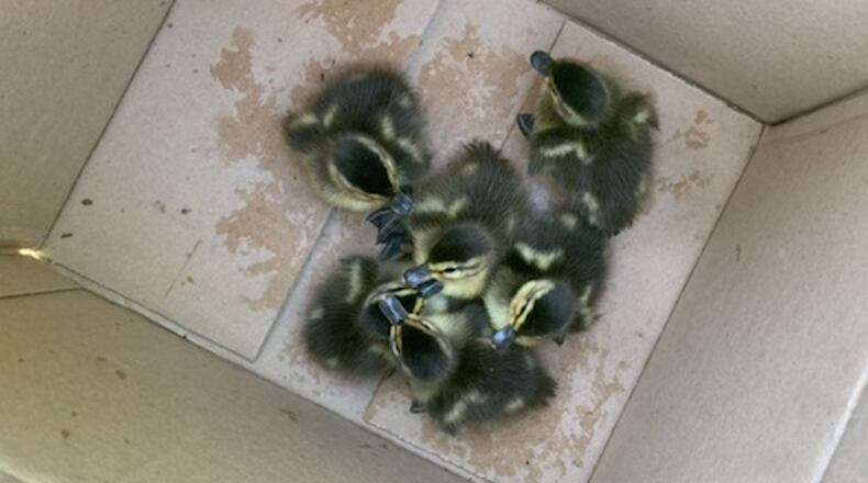 The Washington Twp. Fire Department rescued six ducklings from a storm drain June 14, 2021.