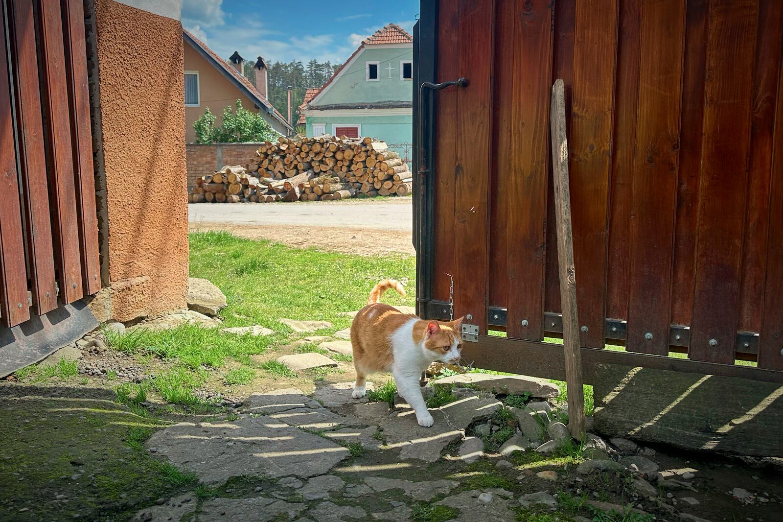 The three-legged cat of Zoica Roth, 83, walks to her home in the village of Saschiz, in Romania's central Transylvania region, Friday, April 25, 2025. (AP Photo/Stephen McGrath)