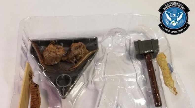 Smuggled mantid eggs | Photo courtesy of U.S. Customs and Border Protection