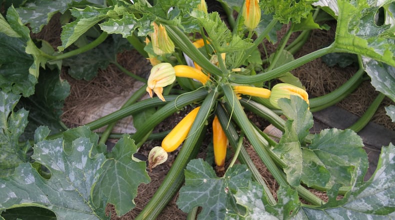 Lettuce and other greens like cooler spring temperatures. CONTRIBUTED