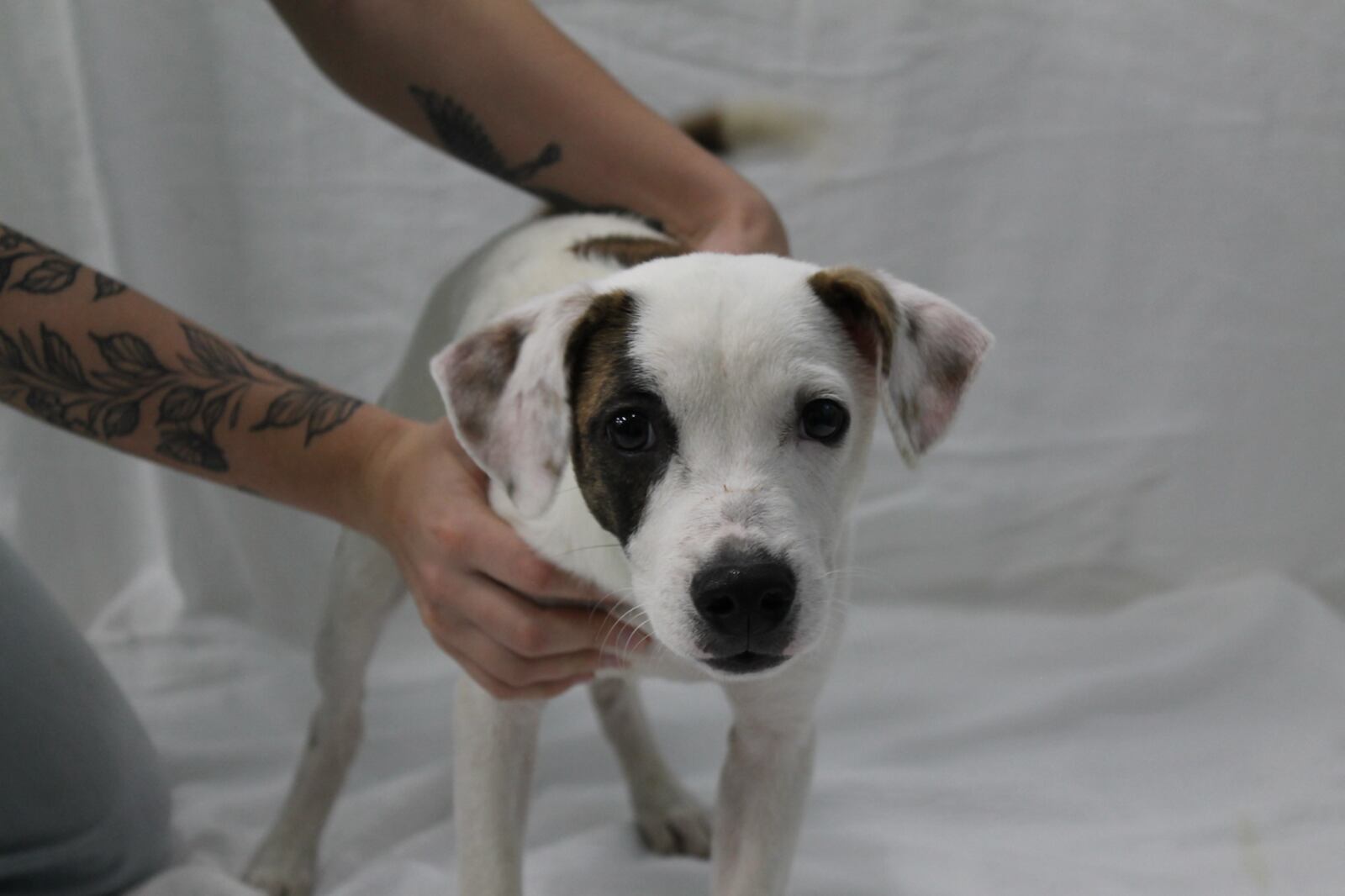 The Humane Society of Greater Dayton rescued 26 Sato dogs from Puerto Rico. They will soon be available for adoption.