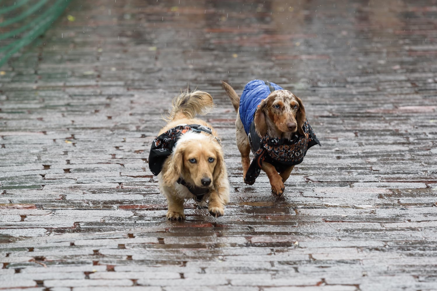 PHOTOS: 2025 Derby Day wiener dog races in the Oregon District