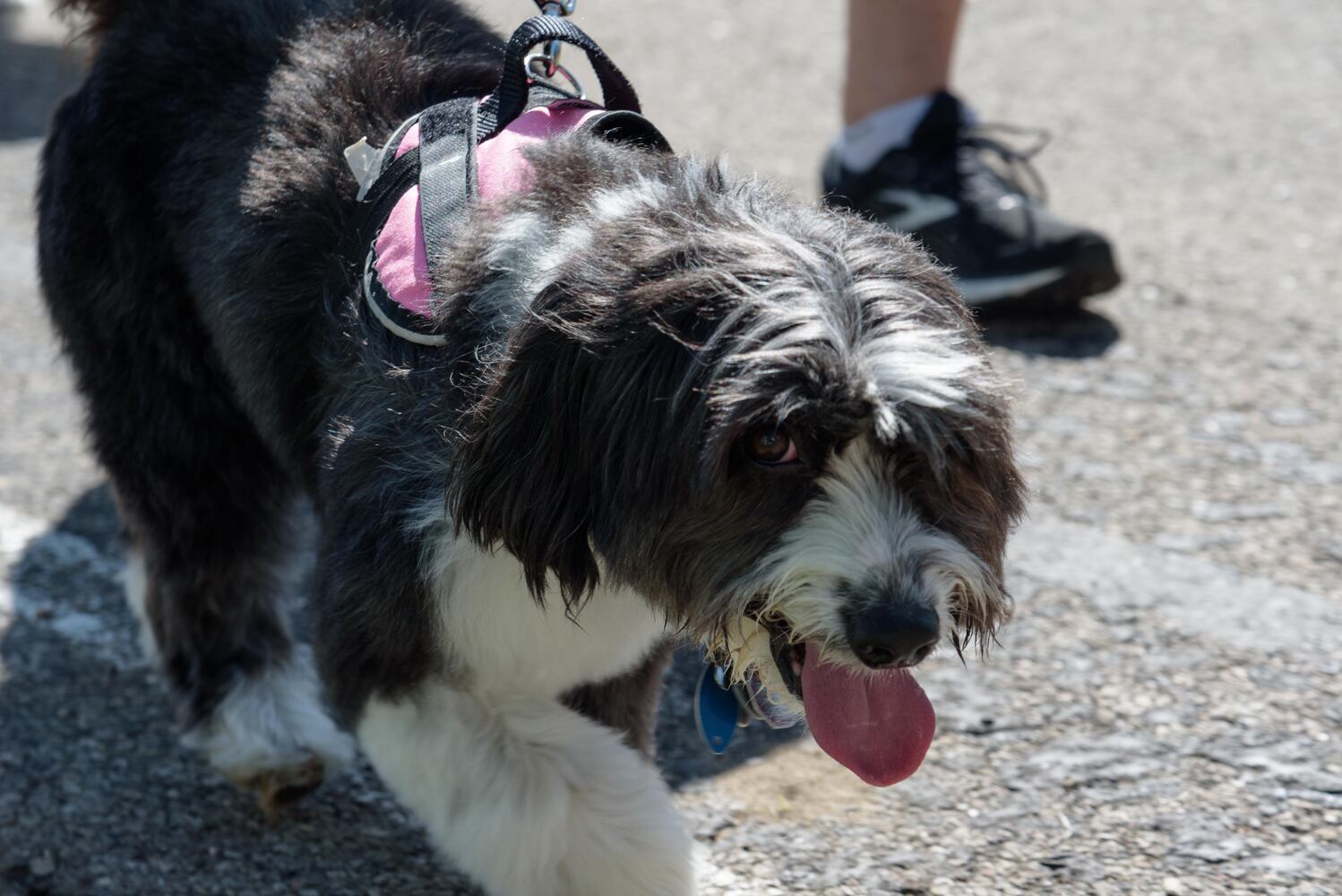 PHOTOS: Did we spot you and your doggie during the Furry Skurry 5K & Furry Fest at Eastwood MetroPark?